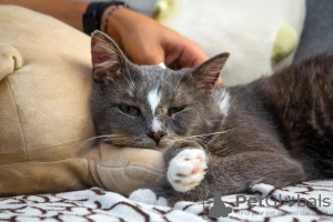 Photos supplémentaires: Le chat affectueux Hermès recherche une famille !