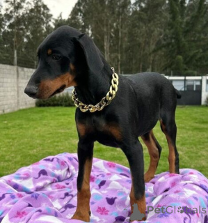 Photo №1. dobermann - à vendre en ville de Helsinki | négocié | Annonce №174019