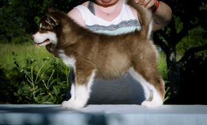 Photos supplémentaires: Chiots colorés de Malamute d'Alaska