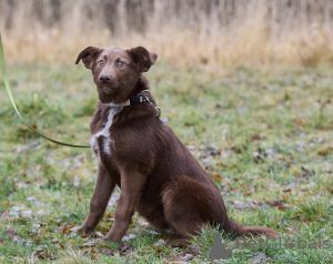 Photo №1. chien bâtard - à vendre en ville de Москва | Gratuit | Annonce №21675