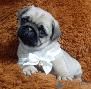 Photo №4. Je vais vendre carlin en ville de Dnipro. de la fourrière, éleveur - prix - 484€