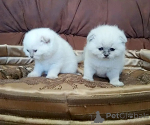 Photo №1. scottish straight - à vendre en ville de Almaty | 97€ | Annonce № 160617