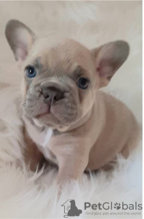 Photo №4. Je vais vendre bouledogue en ville de Munich.  - prix - 400€