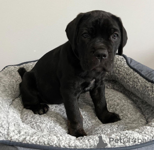 Photo №3. CHIOT CANE CORSO. USA