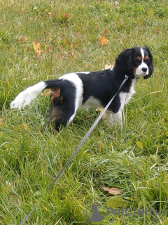 Photo №3. cavalier roi Charles Spaniel. Biélorussie