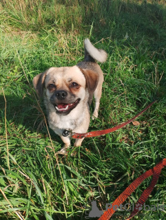 Photos supplémentaires: Petit chien modeste, calme et affectueux