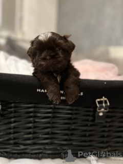 Photo №1. shih tzu - à vendre en ville de Jena | 350€ | Annonce №103517