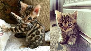 Photo №2 de l'annonce № 136752 de la vente bengal - acheter à Allemagne 