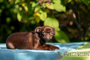 Photos supplémentaires: Griffon au chocolat et Petitbrabançon