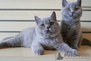 Photo №4. Je vais vendre british shorthair en ville de Ljubljana. annonce privée, de la fourrière, de l'abri, éleveur - prix - 250€