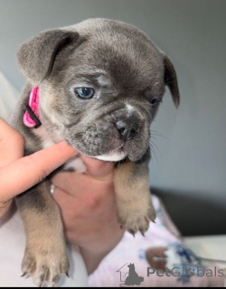 Photo №1.  - à vendre en ville de Anvers | 400€ | Annonce №167820