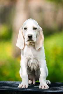 Photos supplémentaires: Porselin chiots de ce qu'il est monde