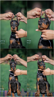 Photo №2 de l'annonce № 113674 de la vente dobermann - acheter à Serbie éleveur