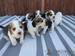 Photo №1. beagle - à vendre en ville de Miami | négocié | Annonce №31814