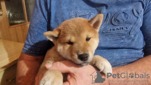 Photo №4. Je vais vendre shiba en ville de Vienna. annonce privée - prix - Gratuit