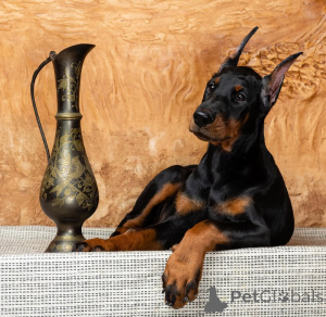 Photo №2 de l'annonce № 137749 de la vente dobermann - acheter à Allemagne 