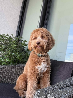 Photo №3. Adorables chiots Labradoodle F1b. Serbie