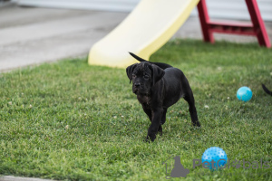 Photos supplémentaires: Chiots Cane Corso