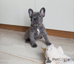 Photo №1. bouledogue - à vendre en ville de Fracasse | 650€ | Annonce №161504