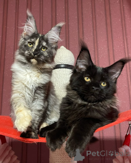 Photo №3. Maine coon. La Grande-Bretagne