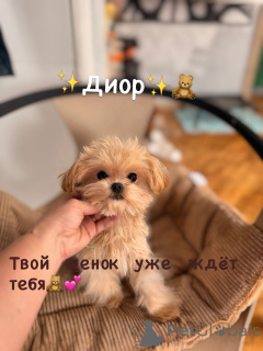 Photo №2 de l'annonce № 165182 de la vente maltipu - acheter à Biélorussie de la fourrière