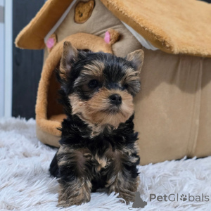 Photo №1. yorkshire terrier - à vendre en ville de Prague | négocié | Annonce №168621