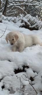 Photo №2 de l'annonce № 86345 de la vente golden retriever - acheter à Pologne éleveur