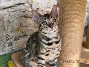 Photo №4. Je vais vendre bengal en ville de Berlin.  - prix - Gratuit
