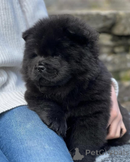 Photo №3. Chiots chow chow pour adoption. Allemagne