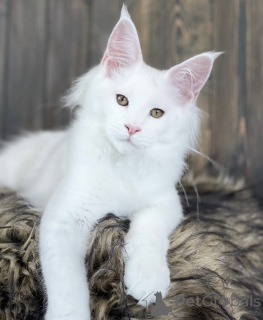 Photo №1. maine coon - à vendre en ville de Baden-Baden | 990€ | Annonce № 163468