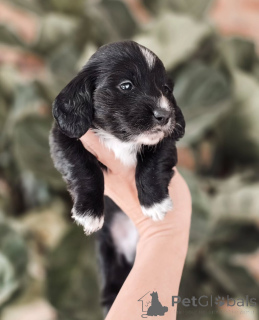 Photo №2 de l'annonce № 155450 de la vente teckel - acheter à Norvège annonce privée