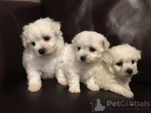 Photo №1. bichon maltais - à vendre en ville de Manchester | 700€ | Annonce №165723