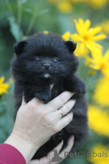 Photo №1. spitz nain - à vendre en ville de Minsk | 250€ | Annonce №174026