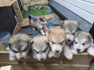 Photo №1. malamute de l'alaska - à vendre en ville de Odensa | négocié | Annonce №169952