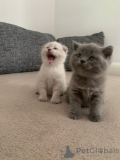 Photo №2 de l'annonce № 146282 de la vente british shorthair - acheter à France annonce privée