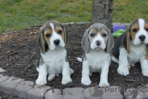 Photo №1. beagle - à vendre en ville de Helsinki | négocié | Annonce №118939