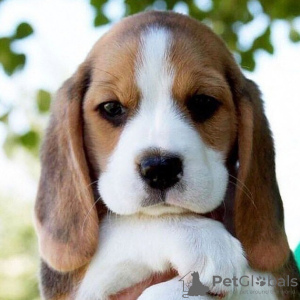 Photo №4. Je vais vendre beagle en ville de Neuss. annonce privée - prix - 426€