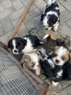 Photo №4. Je vais vendre shih tzu en ville de Alpbach. annonce privée - prix - négocié
