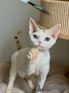 Photo №1. devon rex - à vendre en ville de Strasbourg | négocié | Annonce № 178139
