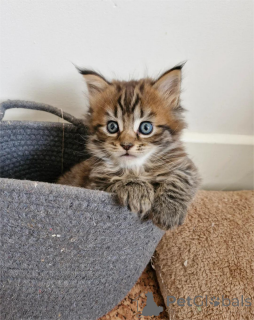 Photo №1. maine coon - à vendre en ville de Celle | 350€ | Annonce № 153482