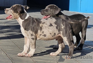 Photo №4. Je vais vendre american bully en ville de Belgrade. éleveur - prix - négocié