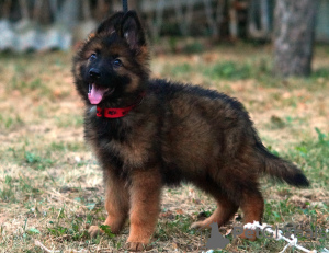 Photos supplémentaires: Magnifiques chiots berger allemand dsh.