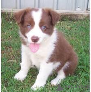 Photo №1. border collie - à vendre en ville de Tampere | 700€ | Annonce №169381