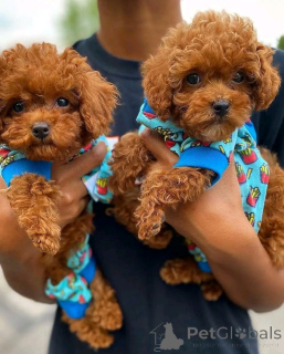 Photo №2 de l'annonce № 161890 de la vente caniche (nain) - acheter à L'Autriche annonce privée, éleveur