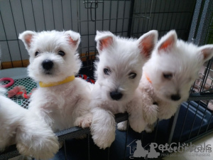 Photo №2 de l'annonce № 44885 de la vente west highland white terrier - acheter à Lituanie annonce privée