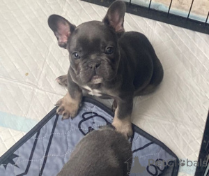 Photo №1. bouledogue - à vendre en ville de Dendermond | 300€ | Annonce №167819