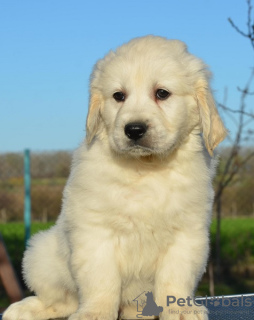 Photo №3. Chiots Golden Retriever. Serbie
