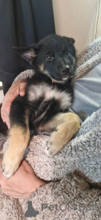 Photo №2 de l'annonce № 166205 de la vente berger allemand - acheter à Allemagne annonce privée