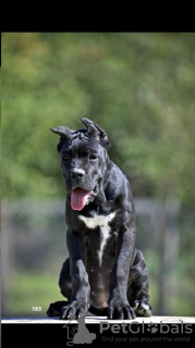 Photo №2 de l'annonce № 118942 de la vente cane corso - acheter à Serbie éleveur