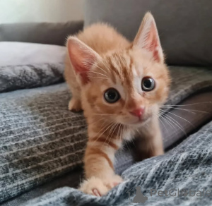 Photo №2 de l'annonce № 146292 de la vente toyger - acheter à La finlande annonce privée, éleveur